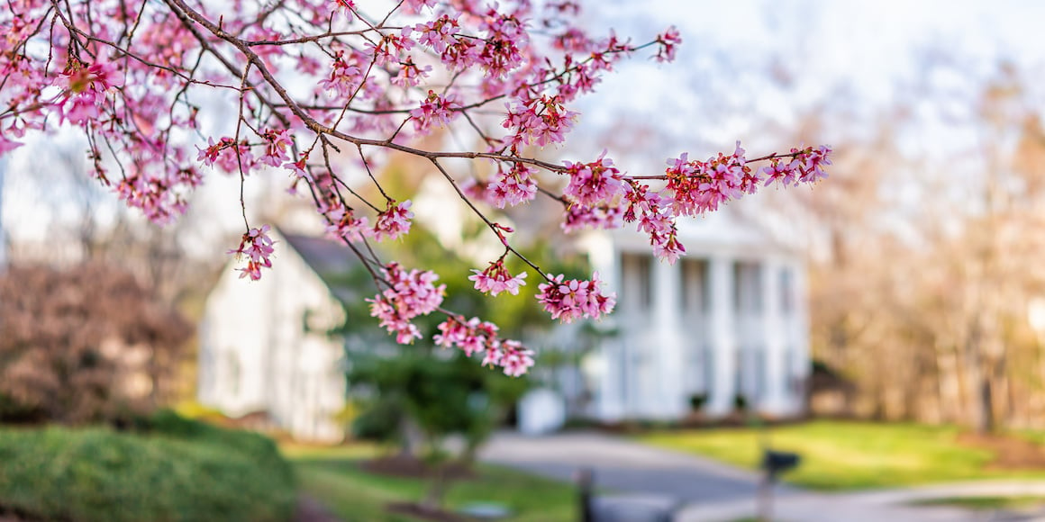 Beautiful home with white columns behind a blooming cherry tree